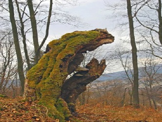 Niesamowitości na fotografiach